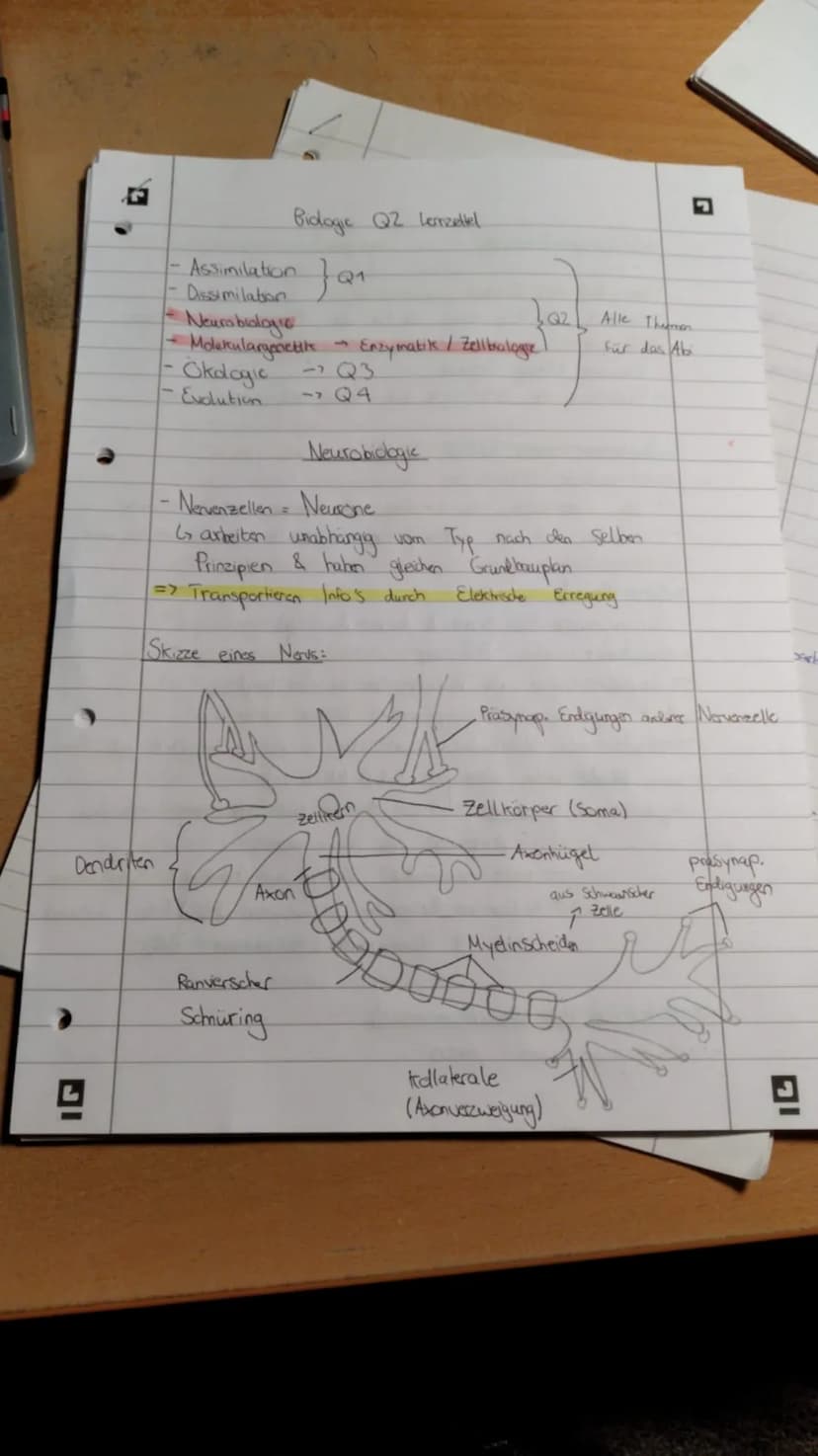 Biologie Lernzettel Q3 (stand: 25.10.2020) Biologie Lernzettel Q1 Biologie Lernzettel Q2 Biologie Lemn zettel Q3
- Okologie: Wichtige Begrif