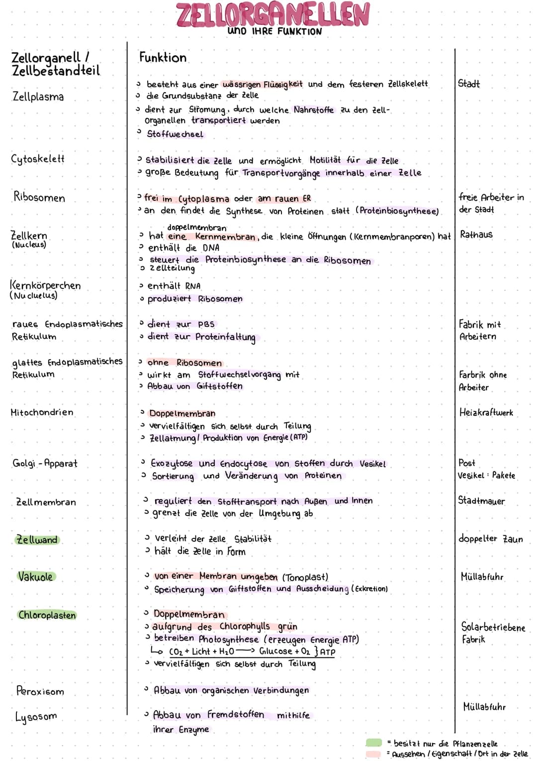 Zellorganell /
Zellbestandteil
Zellplasma
Cytoskelett
Ribosomen
Zellkern
(Nucleus)
Kernkörperchen
(Nu cluelus)
raues Endoplasmatisches
Retik