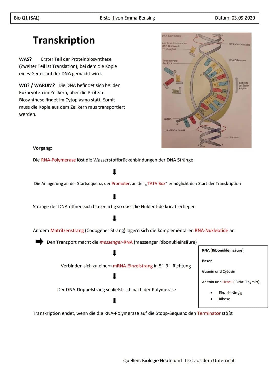 Bio Q1 (SAL)
Erstellt von Emma Bensing
Transkription
WAS?
Erster Teil der Proteinbiosynthese
(Zweiter Teil ist Translation), bei dem die Kop