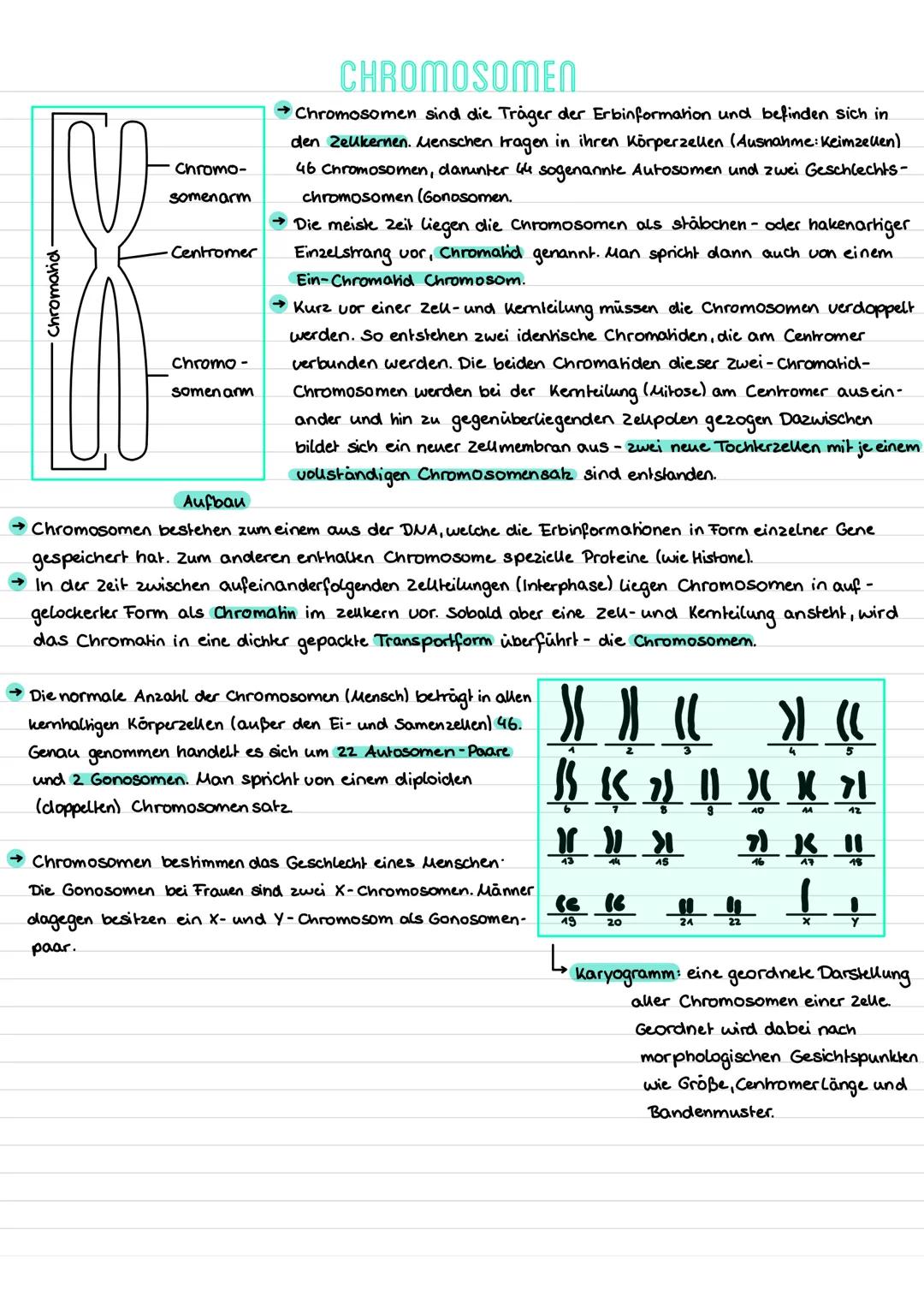 Chromatid-

Chromo-
somenarm

Centromer

Chromo-
somen arm

Aufbau

CHROMOSOMEN

→Chromosomen sind die Träger der Erbinformation und befinde