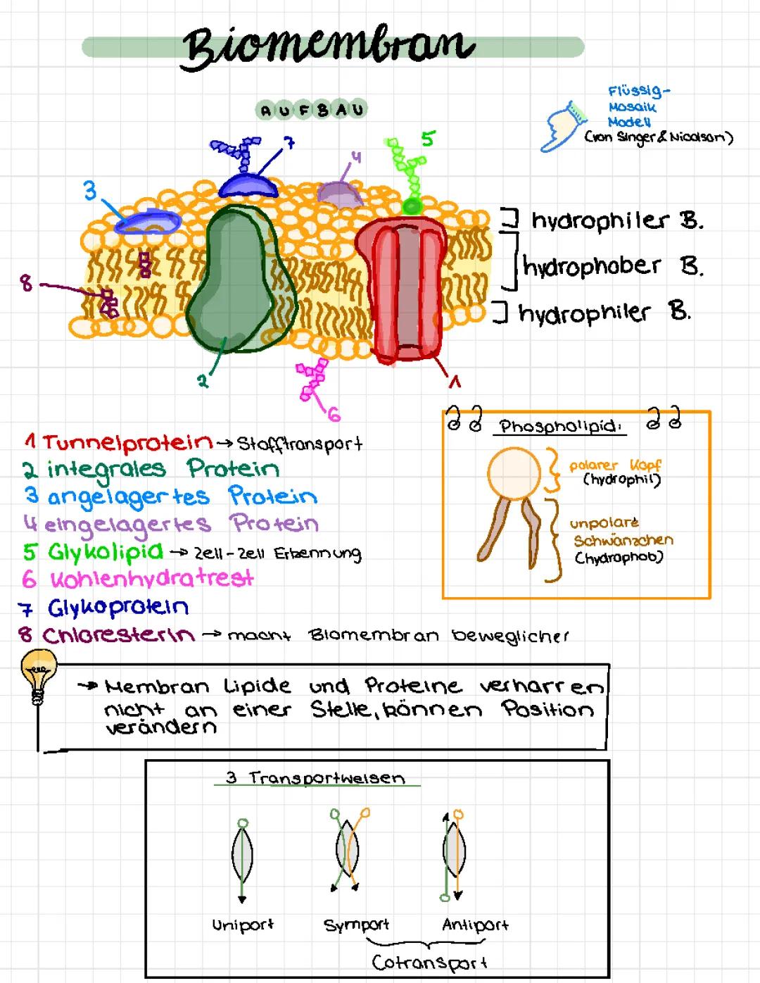 Lernzettel zu Biomembran, Osmose, Diffusion und Stofftransport