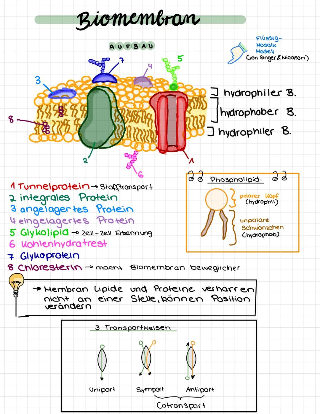 8
3.
Biomembran
TERES
reee
૧
AUFBAU
7
38345514
1 Tunnelprotein → Stofftransport
2 integrales Protein
3 angelagertes Protein
4 eingelagertes 