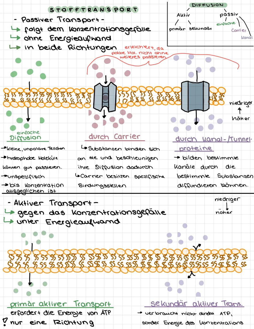 8
3.
Biomembran
TERES
reee
૧
AUFBAU
7
38345514
1 Tunnelprotein → Stofftransport
2 integrales Protein
3 angelagertes Protein
4 eingelagertes 