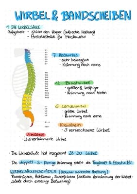 Know Wirbelsäule, Wirbel, Bandscheiben thumbnail