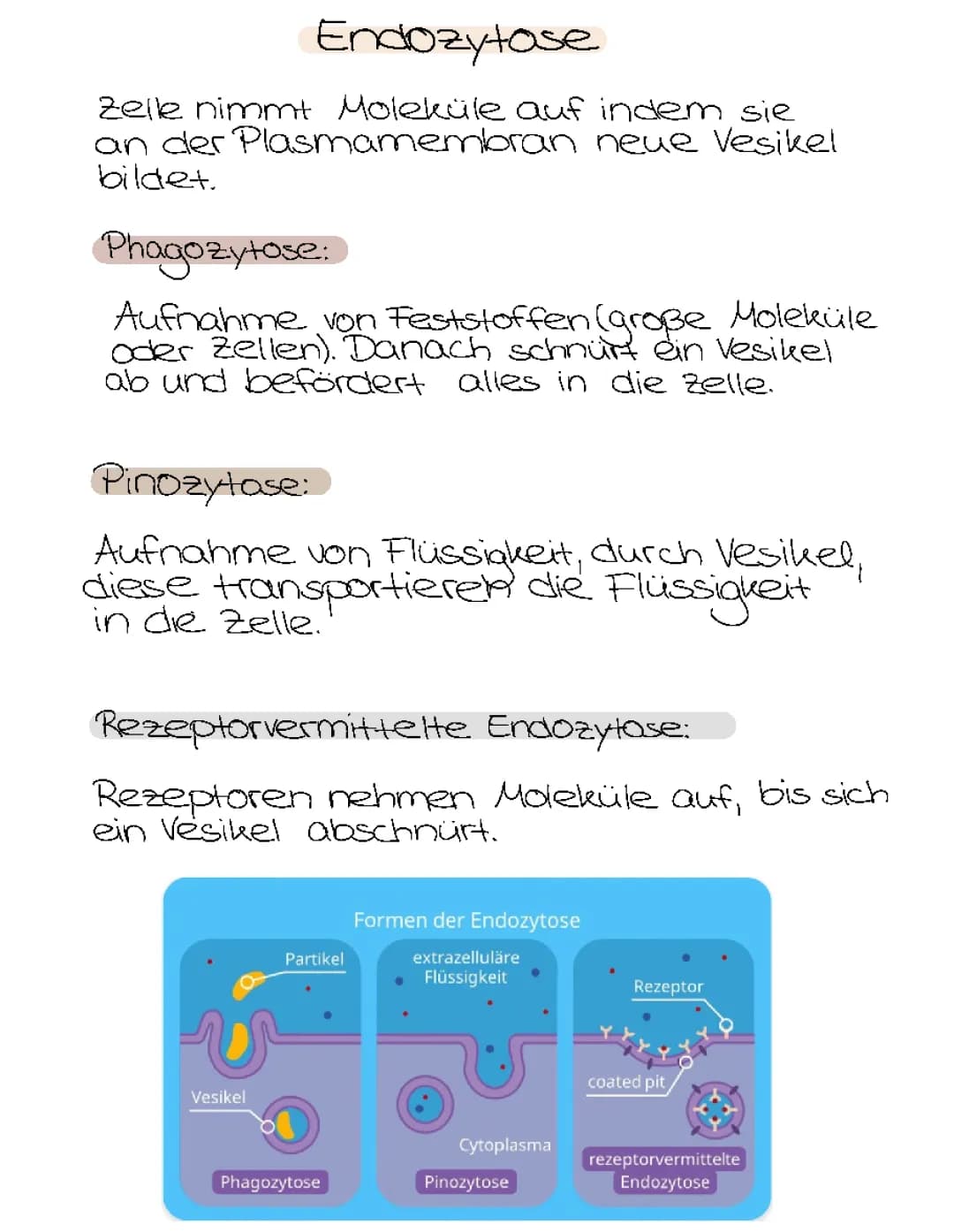 Endozytose und Exozytose einfach erklärt: Beispiele und Definitionen