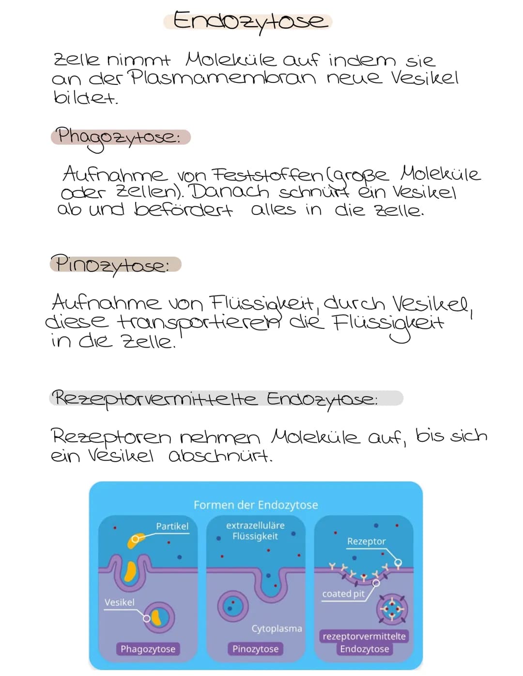 Exozytose
wandern vom
Abgeschnürte Transportvesikel
Golgi-Apparat zur Plasmamembran. Wenn sich
Vesikel und Membran berühren verschmelzen sie