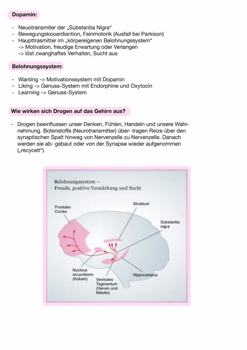 Wie entsteht ein Suchtgedächtnis ?
Bei einem Anblick etwas positiven, wird Dopamin freigesetzt
Dopamin regt Aufmerksamkeit in Richtung der S