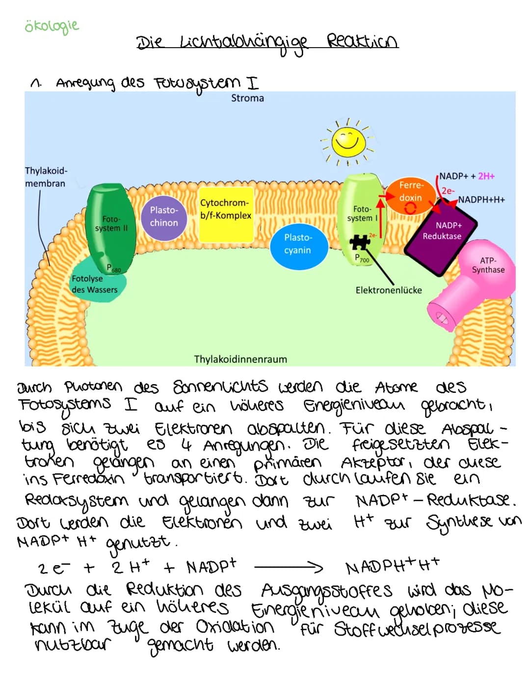 Lichtabhängige Reaktion