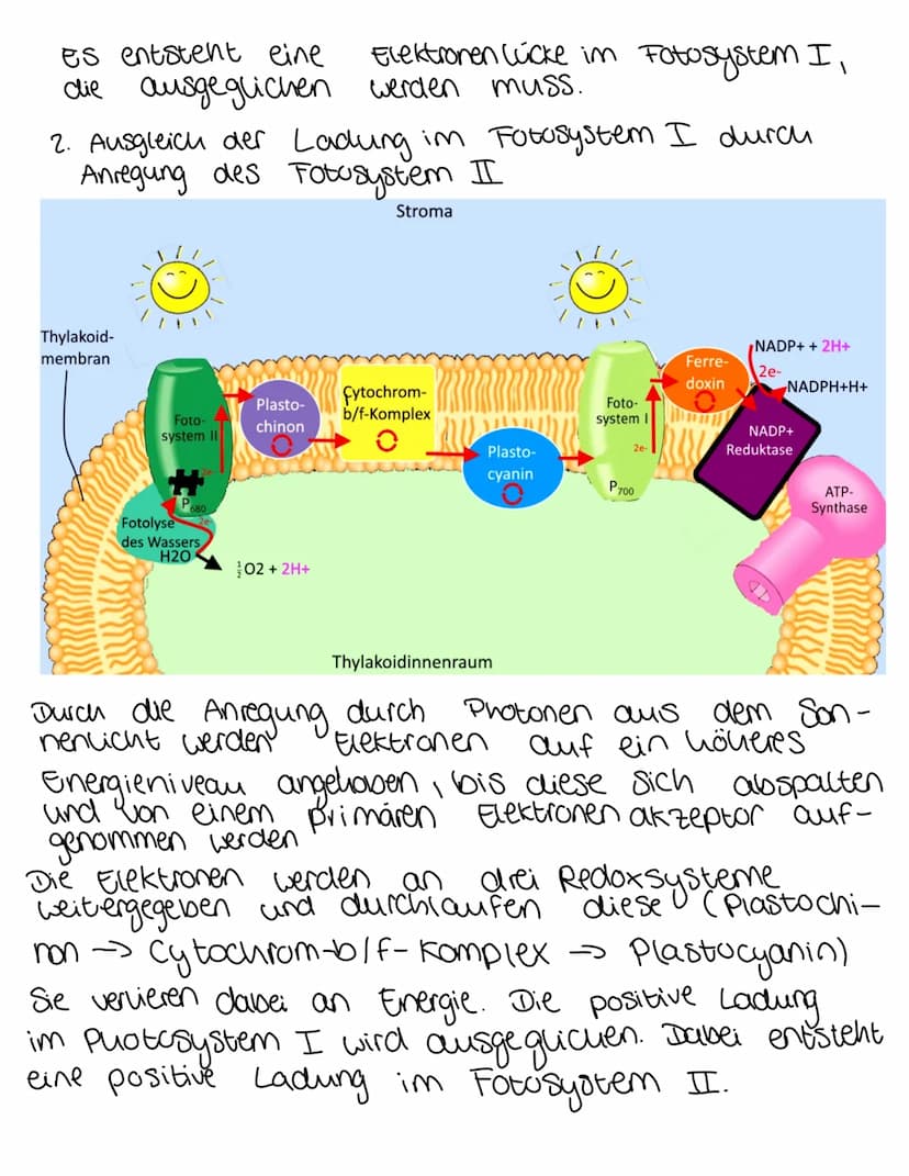 ökologie
n. Anregung des Fotosystem I
Stroma
Thylakoid-
membran
Foto-
system II
P680
Die Lichtabhängige Reaktion
Fotolyse
des Wassers
Plasto