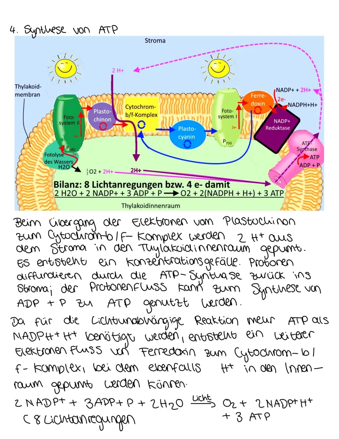 ökologie
n. Anregung des Fotosystem I
Stroma
Thylakoid-
membran
Foto-
system II
P680
Die Lichtabhängige Reaktion
Fotolyse
des Wassers
Plasto