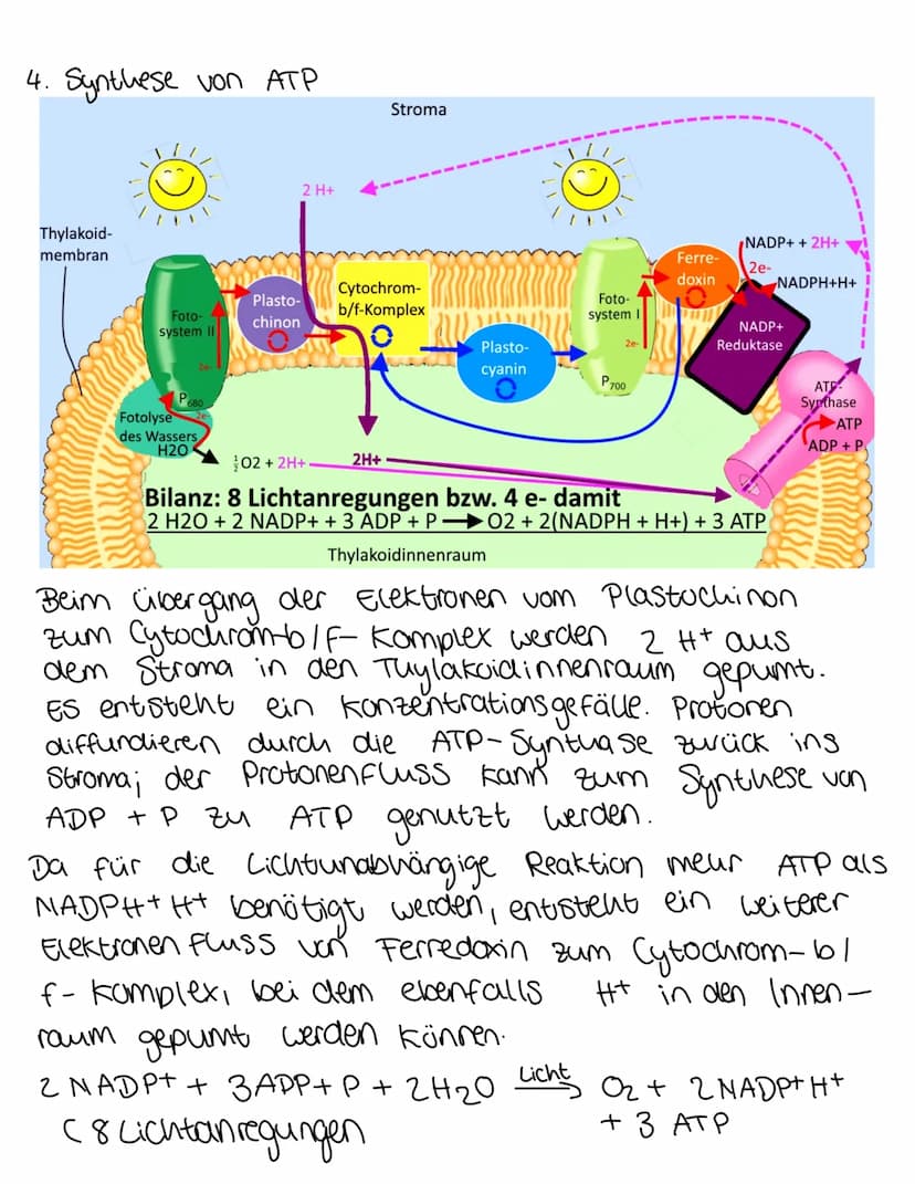 ökologie
n. Anregung des Fotosystem I
Stroma
Thylakoid-
membran
Foto-
system II
P680
Die Lichtabhängige Reaktion
Fotolyse
des Wassers
Plasto