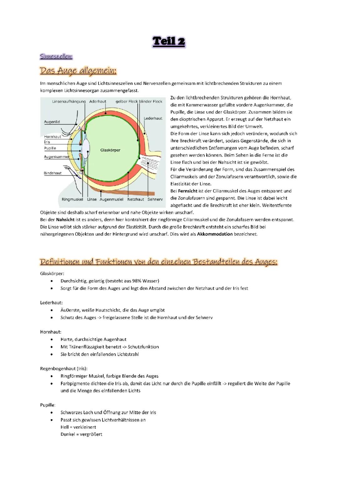 Das menschliche Auge: Aufbau, Funktion und einfache Erklärungen