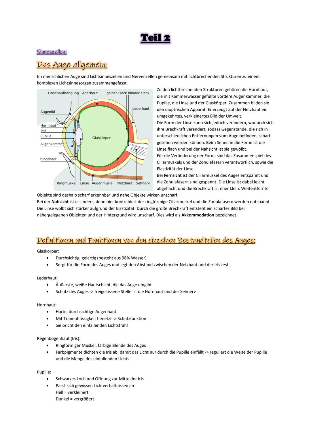 Sinneszellen:
Das Auge allgemein:
Im menschlichen Auge sind Lichtsinneszellen und Nervenzellen gemeinsam mit lichtbrechenden Strukturen zu e