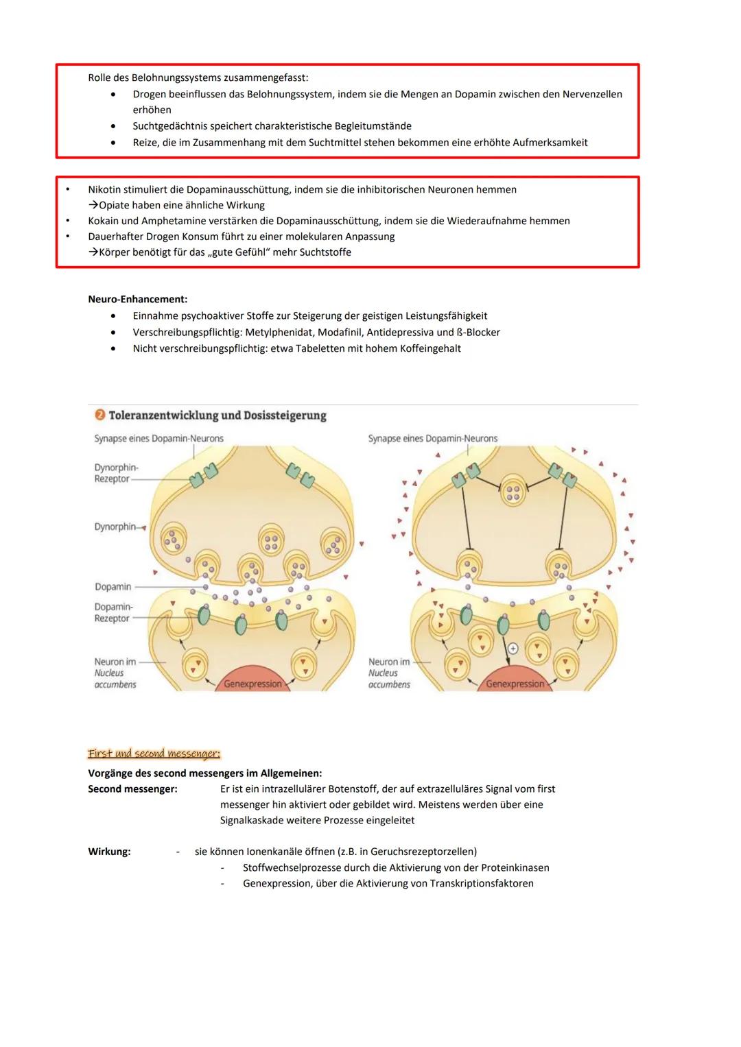 Sinneszellen:
Das Auge allgemein:
Im menschlichen Auge sind Lichtsinneszellen und Nervenzellen gemeinsam mit lichtbrechenden Strukturen zu e