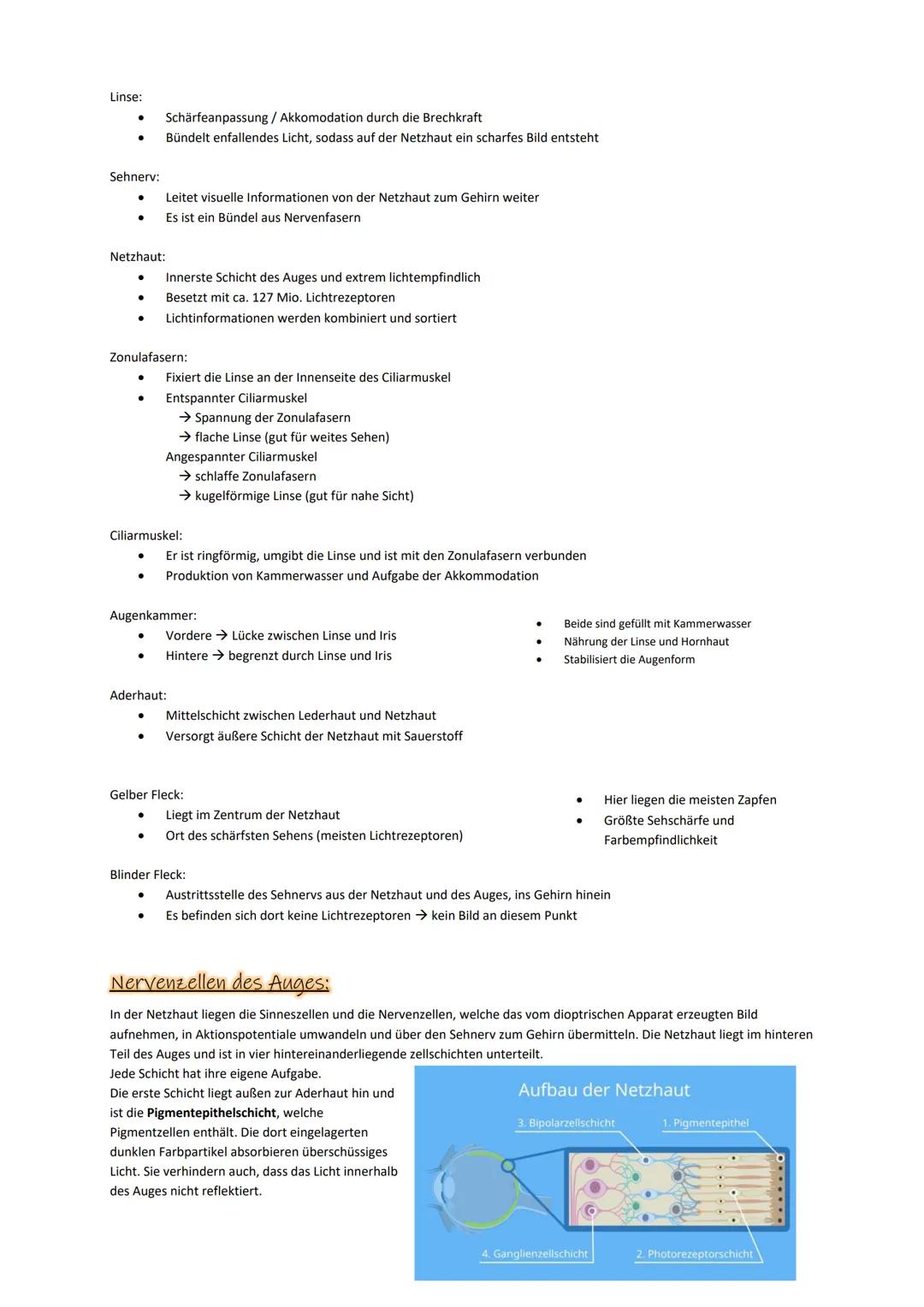 Sinneszellen:
Das Auge allgemein:
Im menschlichen Auge sind Lichtsinneszellen und Nervenzellen gemeinsam mit lichtbrechenden Strukturen zu e