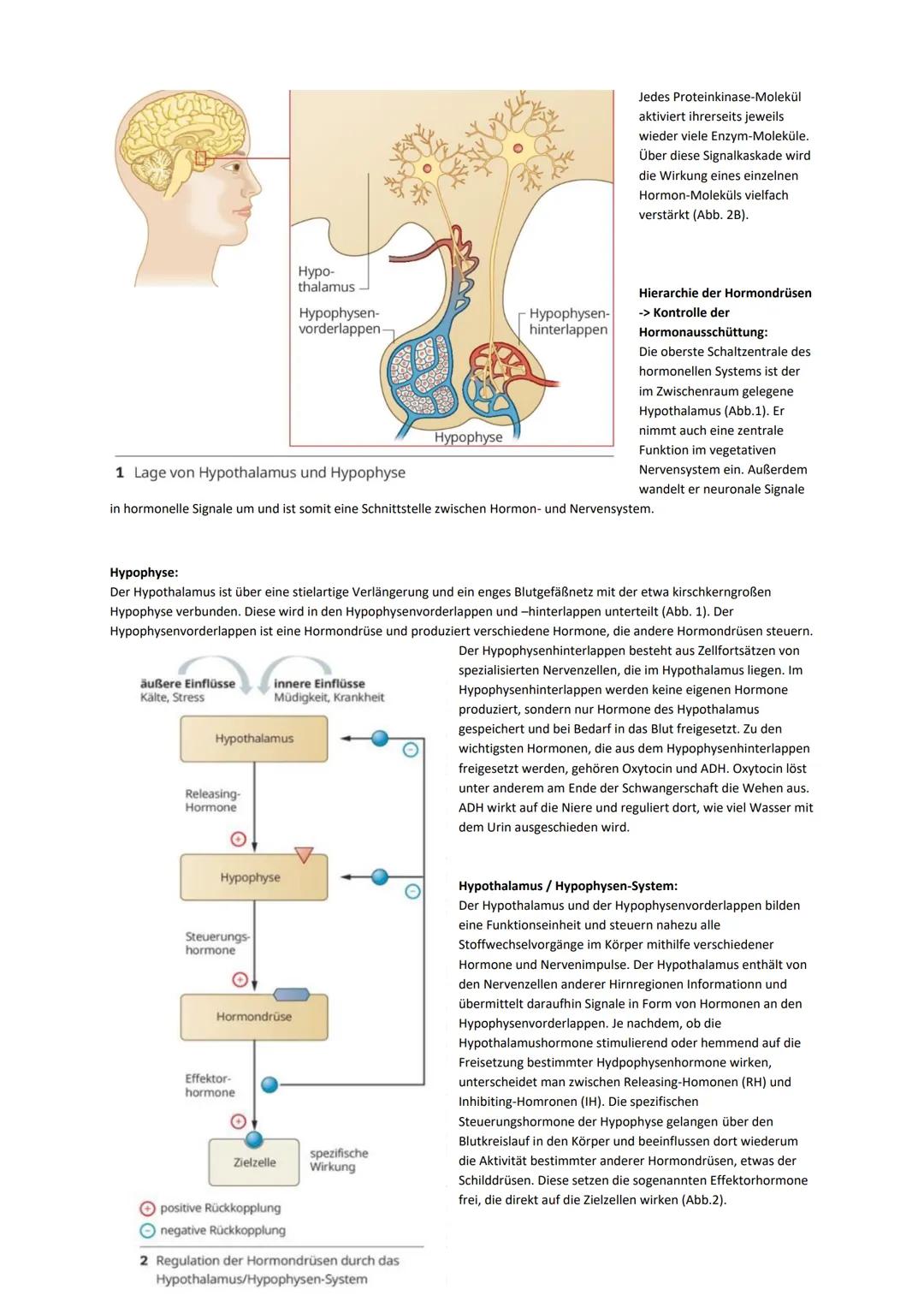 Sinneszellen:
Das Auge allgemein:
Im menschlichen Auge sind Lichtsinneszellen und Nervenzellen gemeinsam mit lichtbrechenden Strukturen zu e