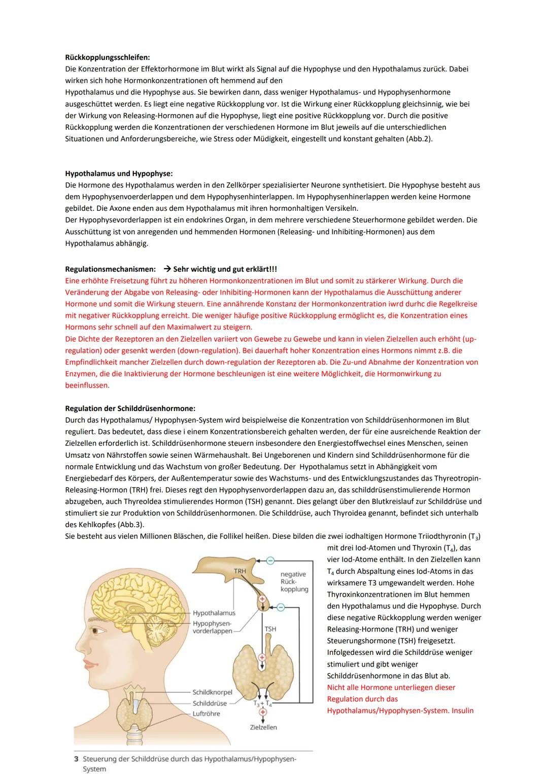 Sinneszellen:
Das Auge allgemein:
Im menschlichen Auge sind Lichtsinneszellen und Nervenzellen gemeinsam mit lichtbrechenden Strukturen zu e