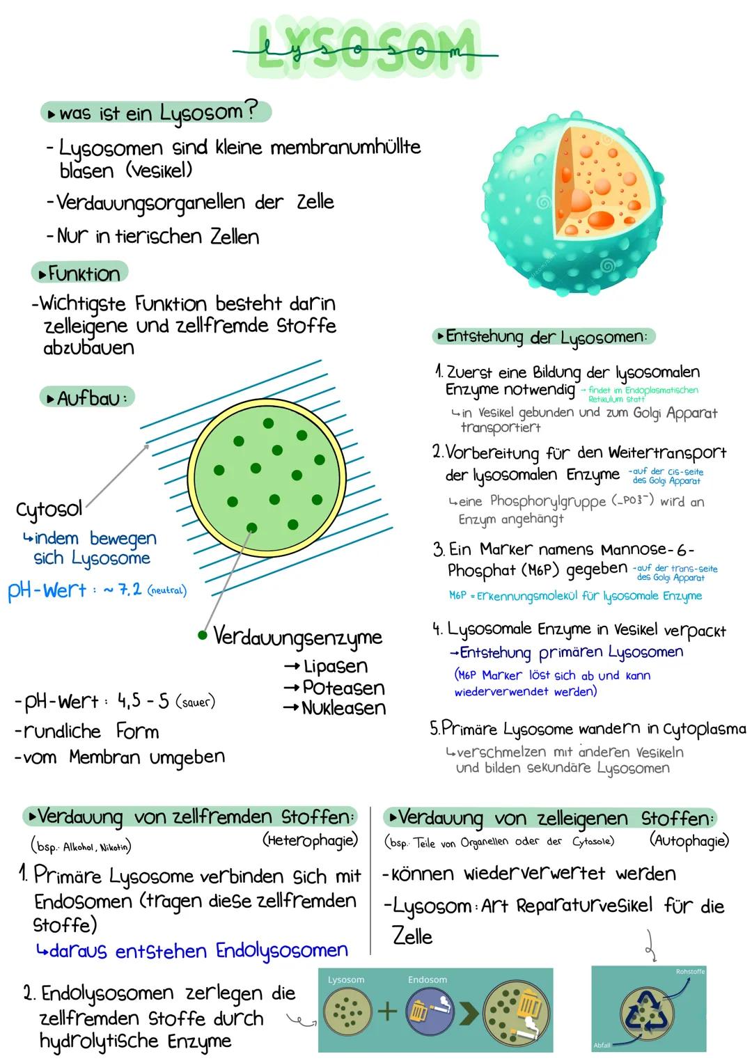 ▸ was ist ein Lysosom?
- Lysosomen sind kleine membranumhüllte
blasen (vesikel)
-Verdauungsorganellen der Zelle
- Nur in tierischen Zellen
e