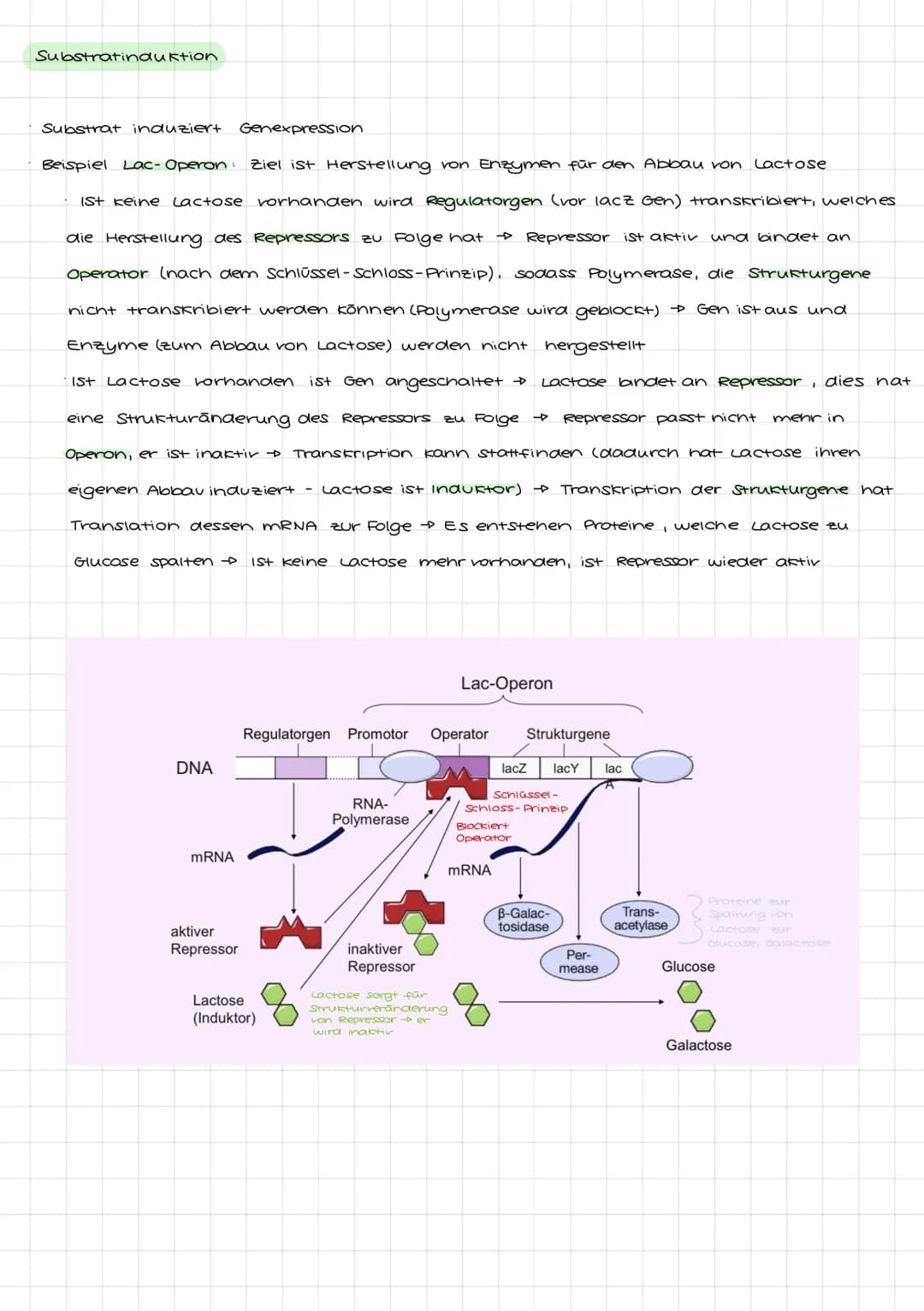 Genetik I: 4. LF: Welche Konsequenzen ergeben sich aus der veränderung der
Erbinformation?
Mutation:
•Anderung der genetischen Information i
