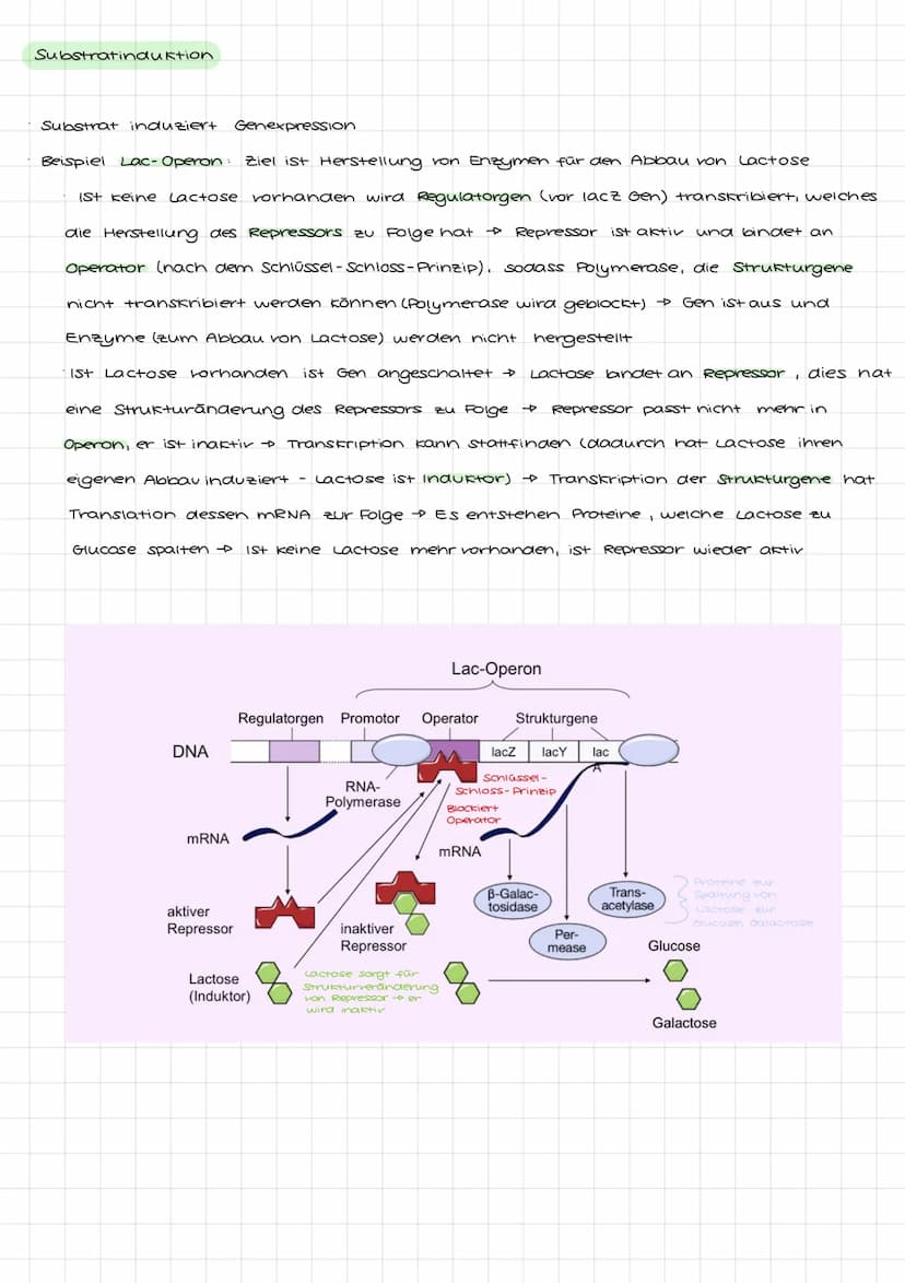 Genetik I: 4. LF: Welche Konsequenzen ergeben sich aus der veränderung der
Erbinformation?
Mutation:
•Anderung der genetischen Information i