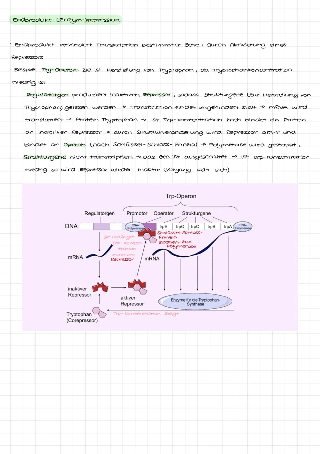 Genetik I: 4. LF: Welche Konsequenzen ergeben sich aus der veränderung der
Erbinformation?
Mutation:
•Anderung der genetischen Information i