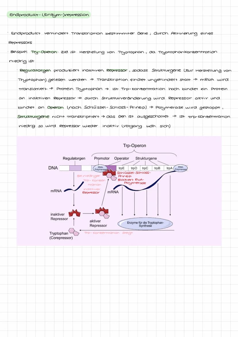 Genetik I: 4. LF: Welche Konsequenzen ergeben sich aus der veränderung der
Erbinformation?
Mutation:
•Anderung der genetischen Information i
