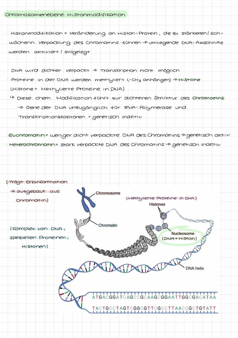 Genetik I: 4. LF: Welche Konsequenzen ergeben sich aus der veränderung der
Erbinformation?
Mutation:
•Anderung der genetischen Information i