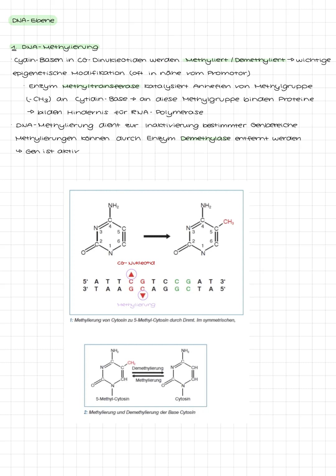 Genetik I: 4. LF: Welche Konsequenzen ergeben sich aus der veränderung der
Erbinformation?
Mutation:
•Anderung der genetischen Information i