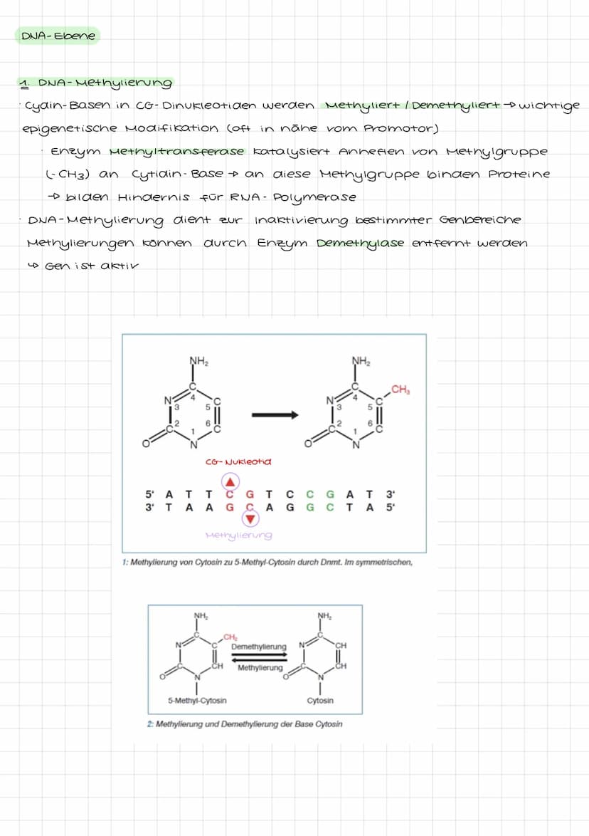 Genetik I: 4. LF: Welche Konsequenzen ergeben sich aus der veränderung der
Erbinformation?
Mutation:
•Anderung der genetischen Information i
