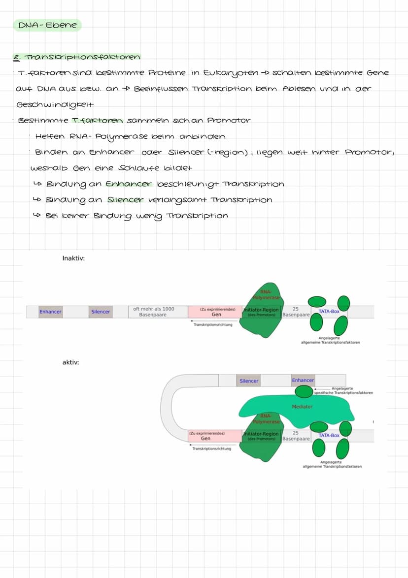 Genetik I: 4. LF: Welche Konsequenzen ergeben sich aus der veränderung der
Erbinformation?
Mutation:
•Anderung der genetischen Information i