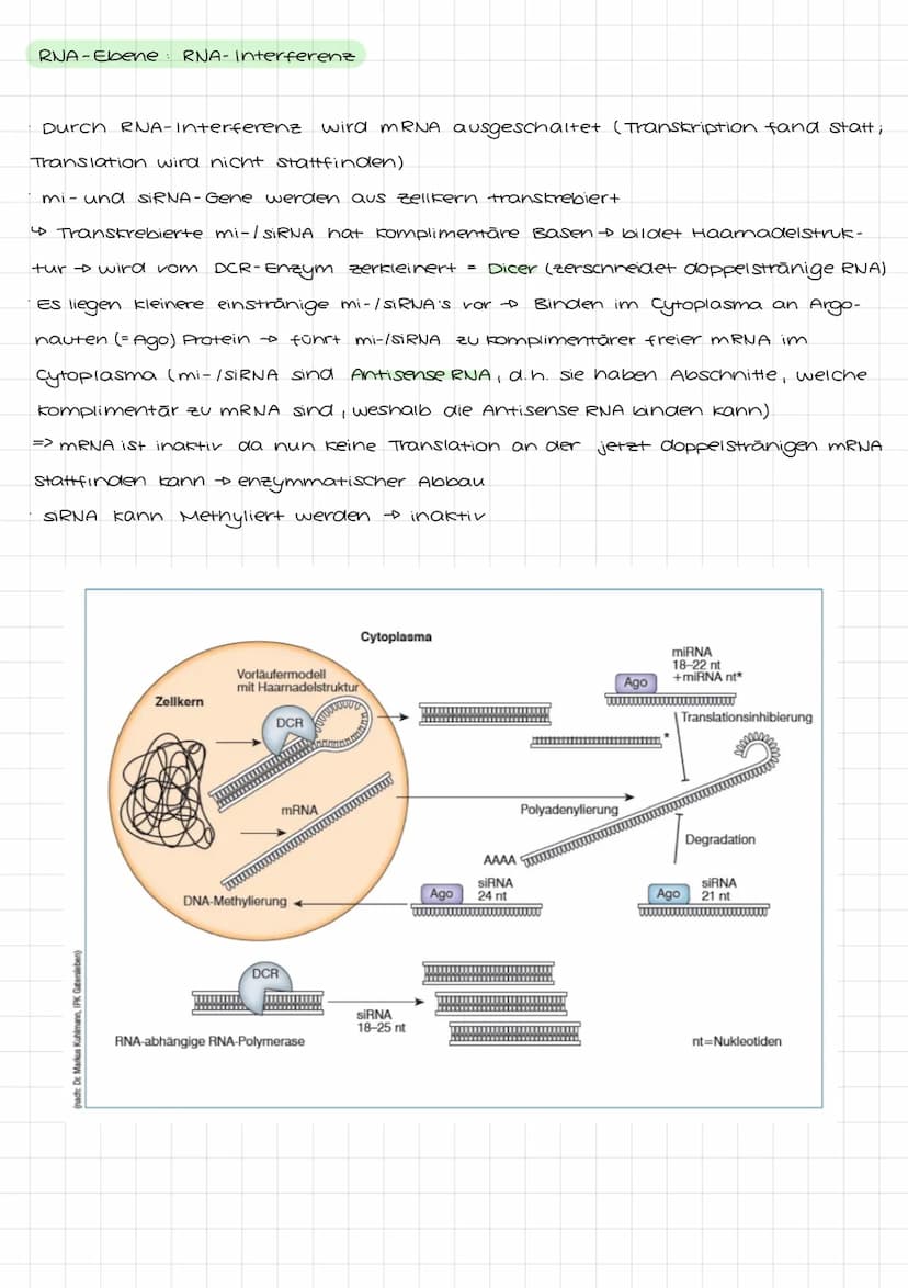 Genetik I: 4. LF: Welche Konsequenzen ergeben sich aus der veränderung der
Erbinformation?
Mutation:
•Anderung der genetischen Information i