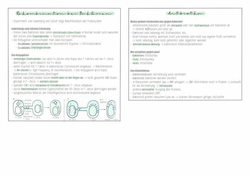 Viren: Bau und Vermehrung
- Viren unterscheiden sich erheblich in ihrer Gestalt
- neben stäbchenförmigen und kügelförmigen gibt es auch komp