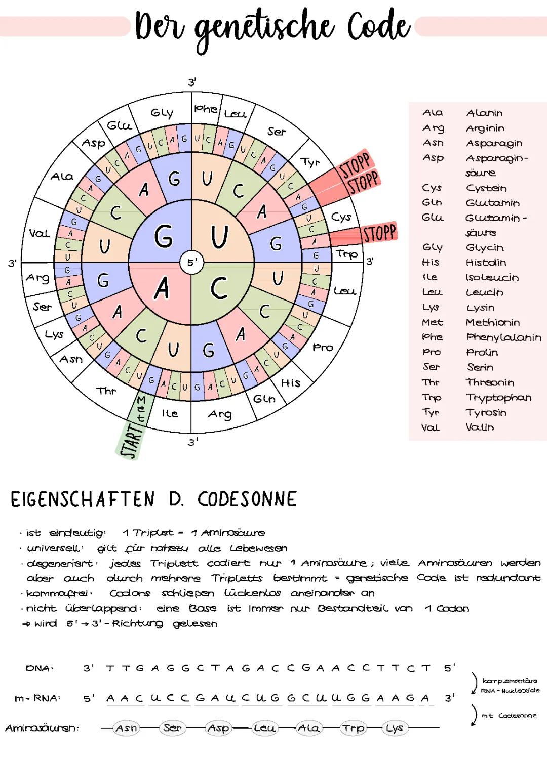 Genetischer Code und Proteinbiosynthese: Einfache Erklärung für Kids