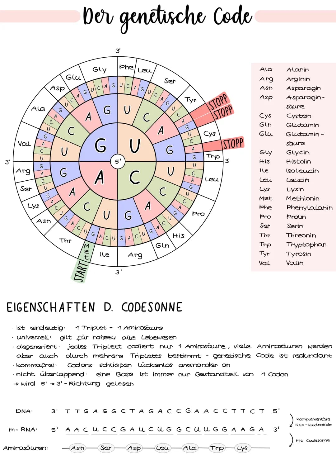 3'
Val
Ala
.
Arg
Ser
Lys
с
U
G
A
с
A
G
ONA:
U
U
m-RNA:
G
Asp
Asn
A
с
aber auch
Aminosäuren:
Glu
>
U
UCA
G
G
с
A
A
Der genetische Code
Thr
с
