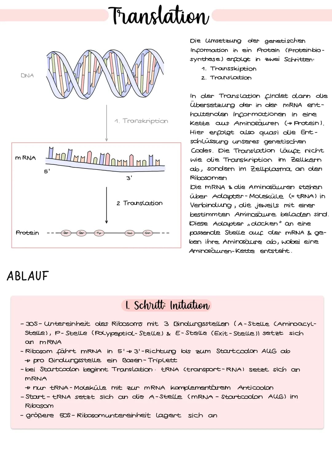 3'
Val
Ala
.
Arg
Ser
Lys
с
U
G
A
с
A
G
ONA:
U
U
m-RNA:
G
Asp
Asn
A
с
aber auch
Aminosäuren:
Glu
>
U
UCA
G
G
с
A
A
Der genetische Code
Thr
с
