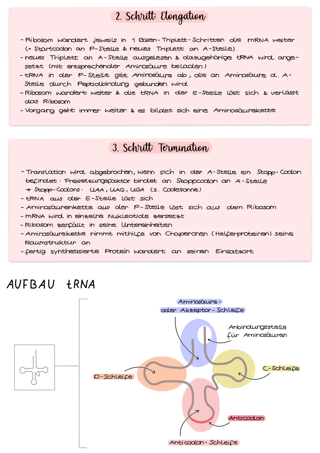 3'
Val
Ala
.
Arg
Ser
Lys
с
U
G
A
с
A
G
ONA:
U
U
m-RNA:
G
Asp
Asn
A
с
aber auch
Aminosäuren:
Glu
>
U
UCA
G
G
с
A
A
Der genetische Code
Thr
с
