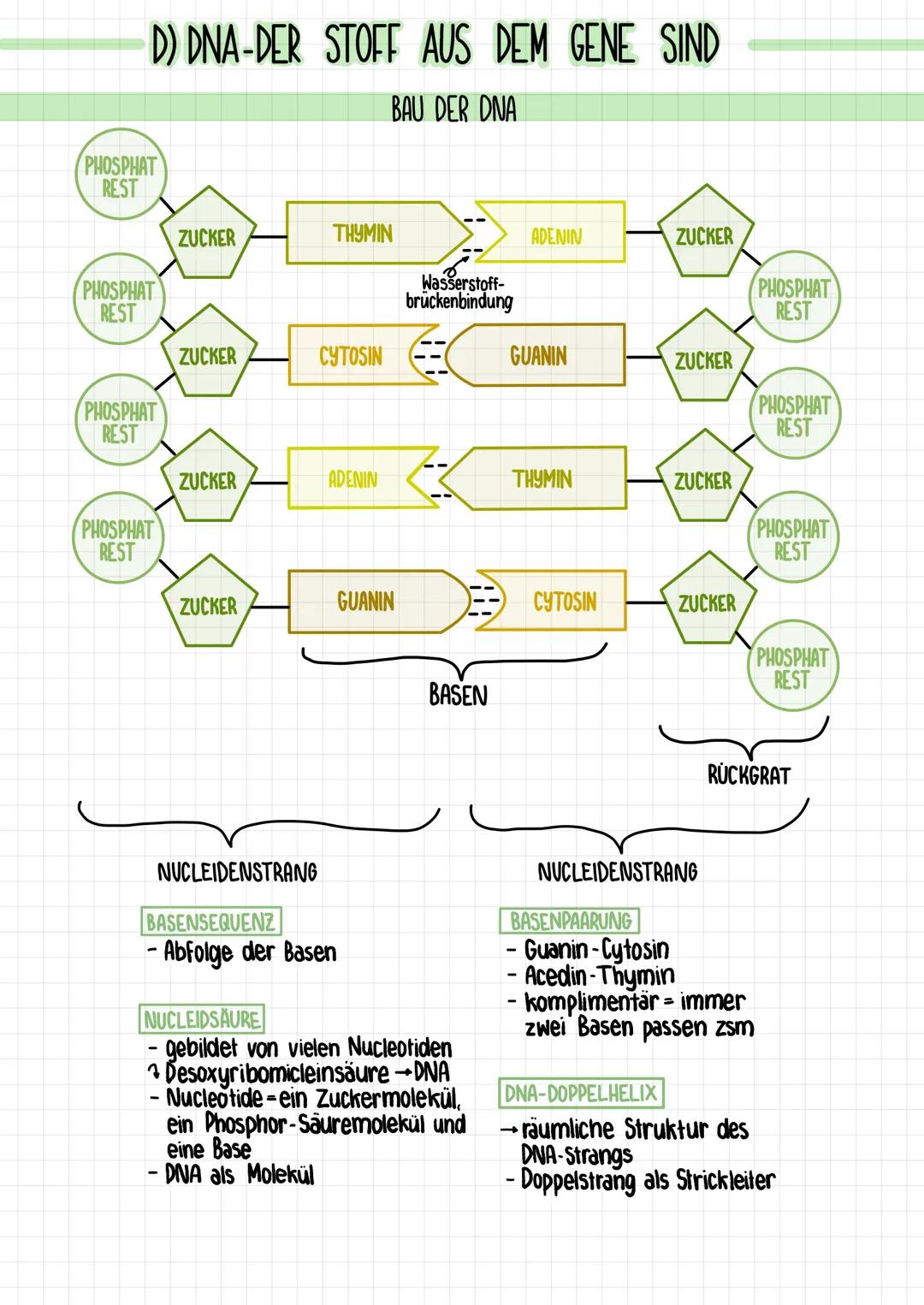D) DNA-DER STOFF AUS DEM GENE SIND

BAU DER DNA

PHOSPHAT
REST

ZUCKER

THYMIN

ADENIN

ZUCKER

PHOSPHAT
REST

Wasserstoff-
bruckenbindung

