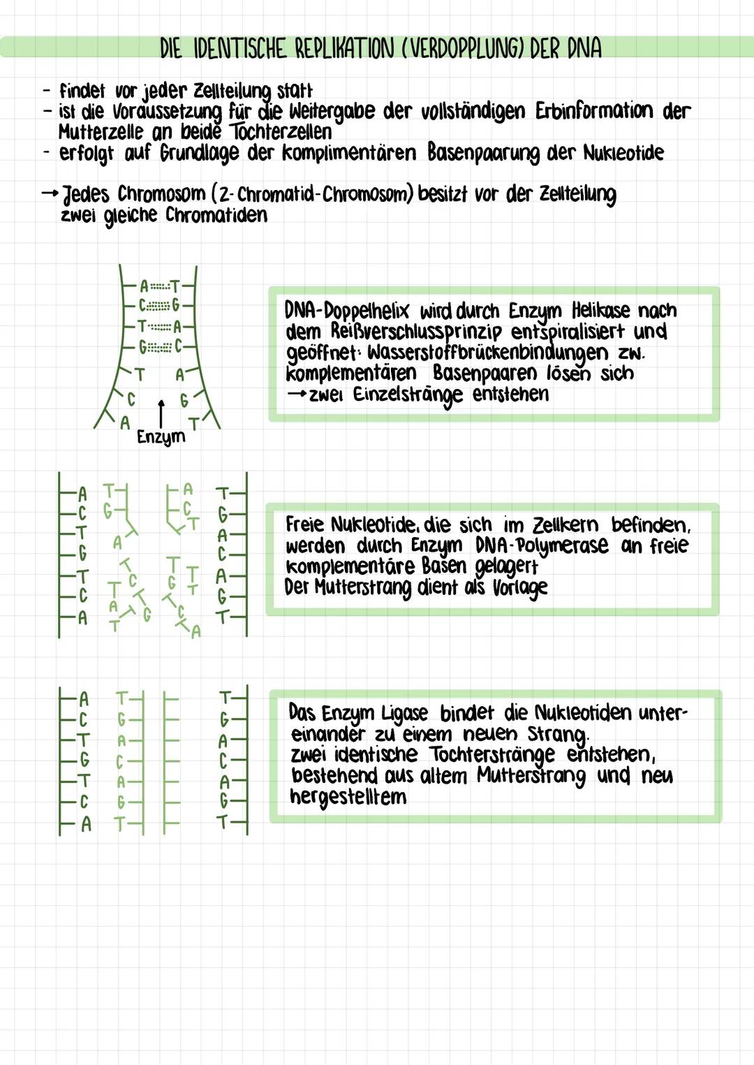 D) DNA-DER STOFF AUS DEM GENE SIND

BAU DER DNA

PHOSPHAT
REST

ZUCKER

THYMIN

ADENIN

ZUCKER

PHOSPHAT
REST

Wasserstoff-
bruckenbindung

