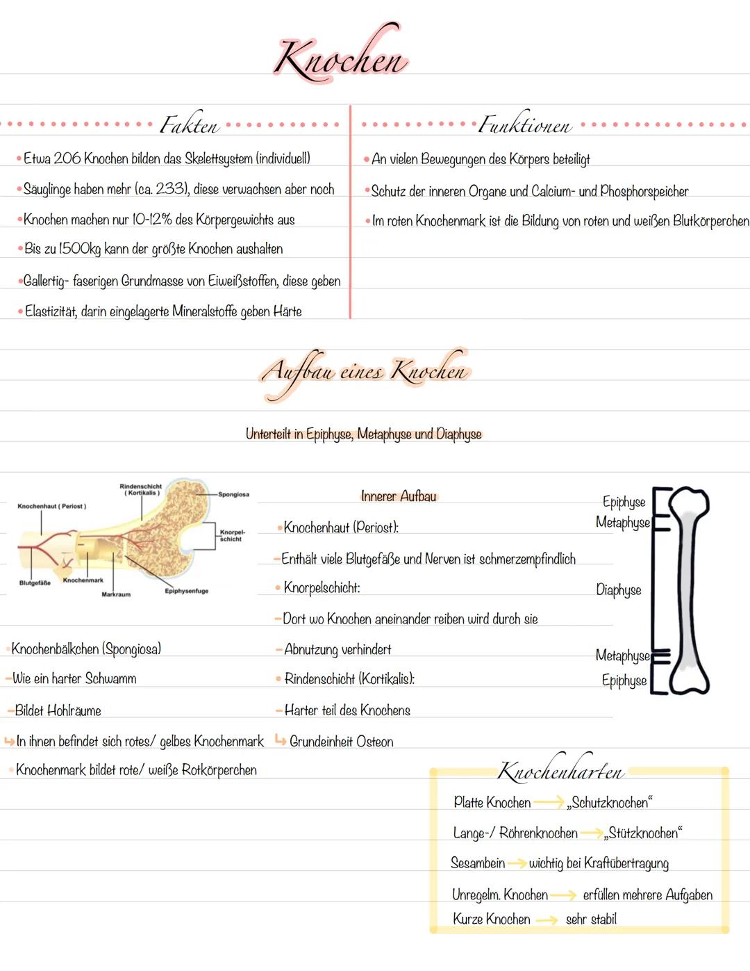 Man unterscheidet in:
-Direkte Knochenentwicklung ( dessmale Ossifikation)
-Indirekte Knochenentwicklung ( chondrale Ossifikation)
Direkt: U