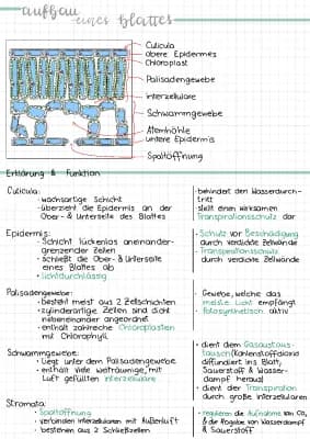 Know Blattaufbau und Stoffversorgung bei Pflanzen  thumbnail