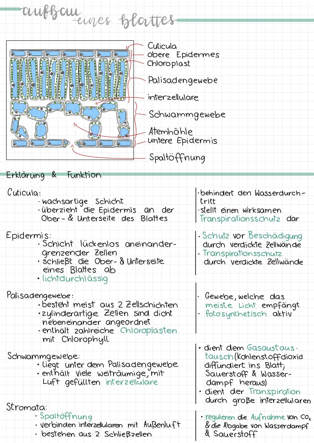 -aufhau
Erklärung & Funktion
Cuticula:
Epidermis:
eines blattes
Palisadengewebe:
.
• wachsartige Schicht
überzieht die Epidermis an der
Ober