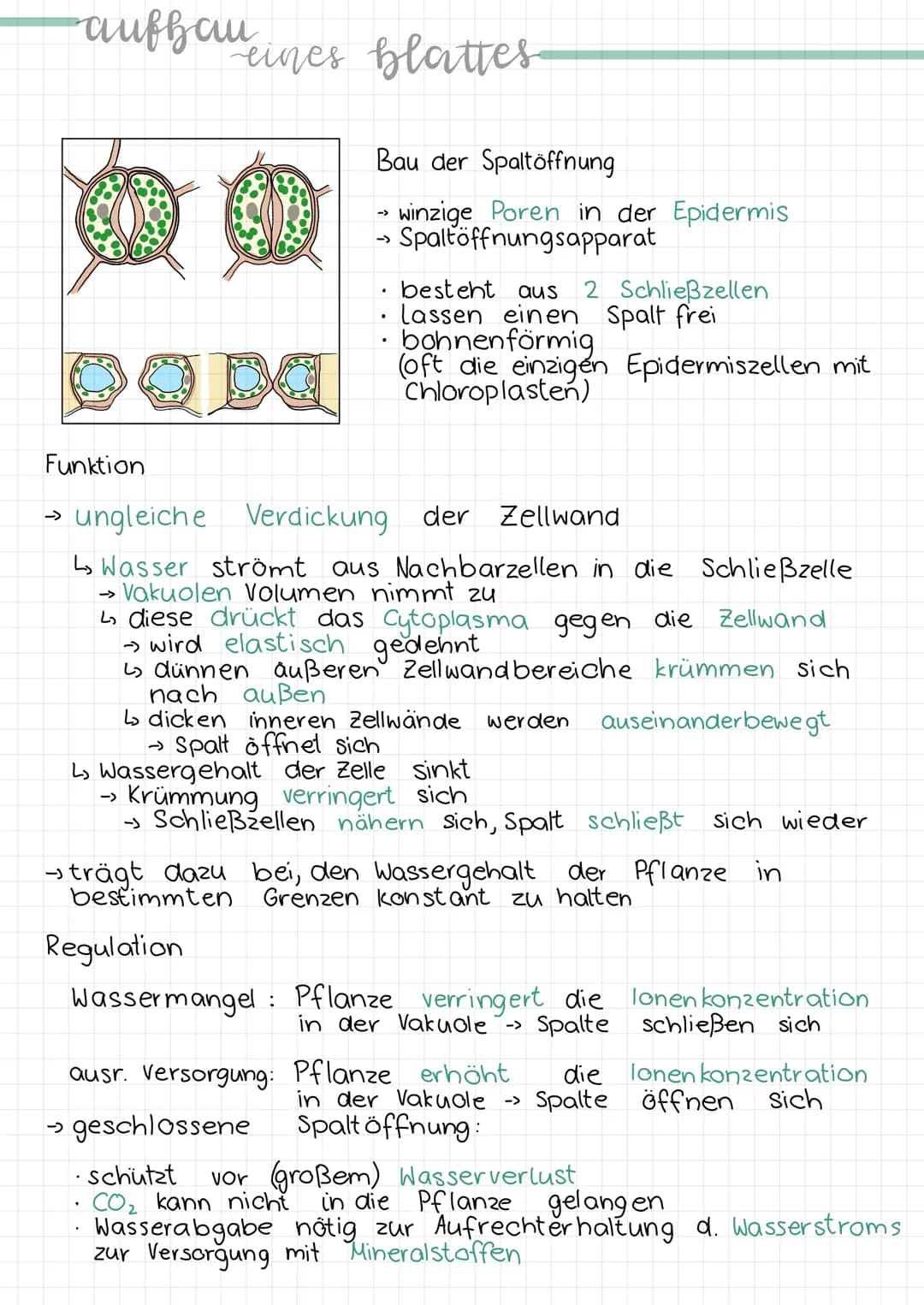 -aufhau
Erklärung & Funktion
Cuticula:
Epidermis:
eines blattes
Palisadengewebe:
.
• wachsartige Schicht
überzieht die Epidermis an der
Ober