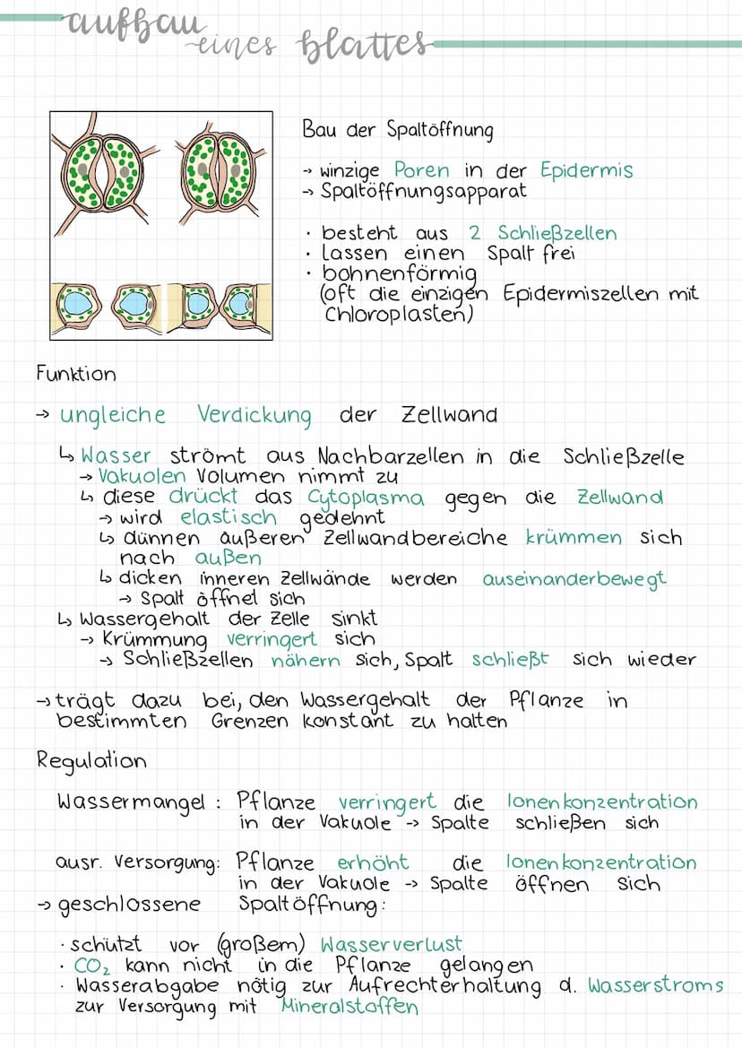 -aufhau
Erklärung & Funktion
Cuticula:
Epidermis:
eines blattes
Palisadengewebe:
.
• wachsartige Schicht
überzieht die Epidermis an der
Ober