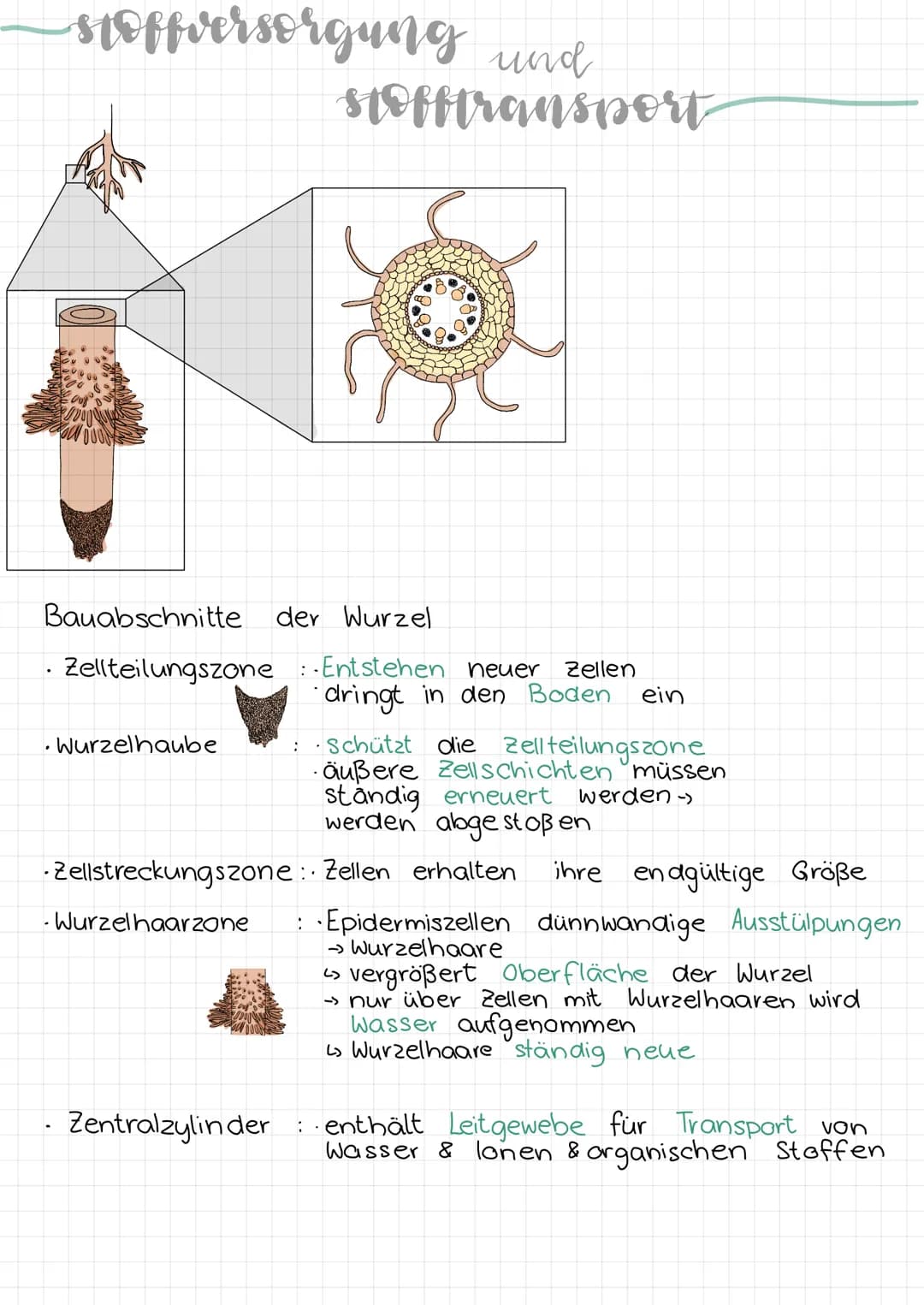 -aufhau
Erklärung & Funktion
Cuticula:
Epidermis:
eines blattes
Palisadengewebe:
.
• wachsartige Schicht
überzieht die Epidermis an der
Ober