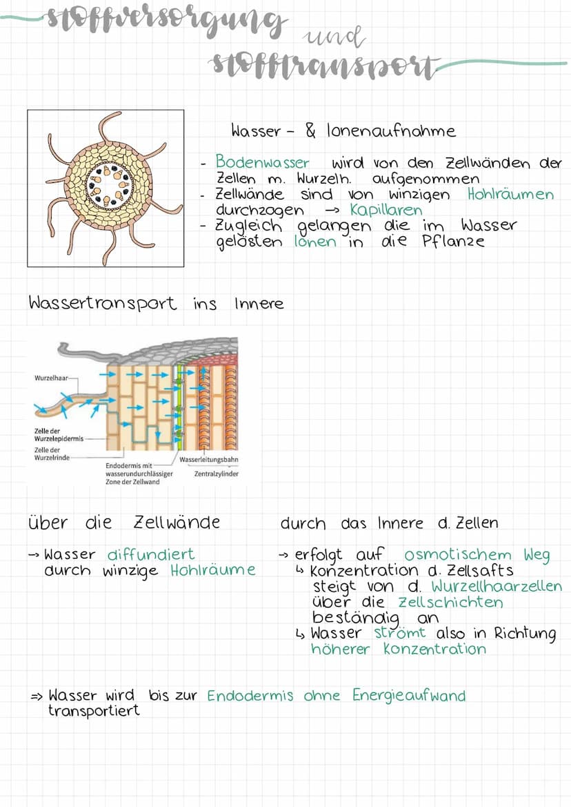 -aufhau
Erklärung & Funktion
Cuticula:
Epidermis:
eines blattes
Palisadengewebe:
.
• wachsartige Schicht
überzieht die Epidermis an der
Ober