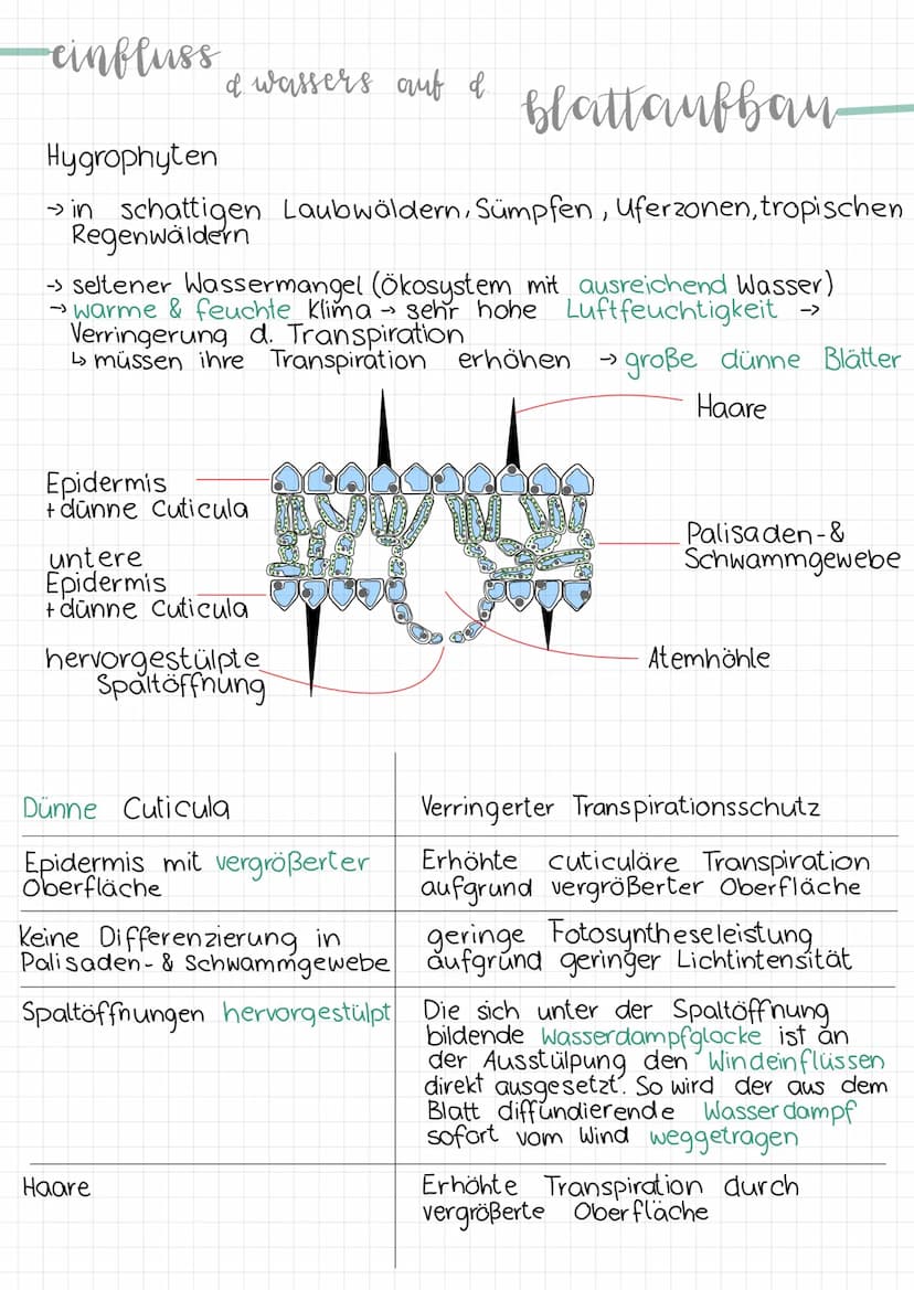 -aufhau
Erklärung & Funktion
Cuticula:
Epidermis:
eines blattes
Palisadengewebe:
.
• wachsartige Schicht
überzieht die Epidermis an der
Ober