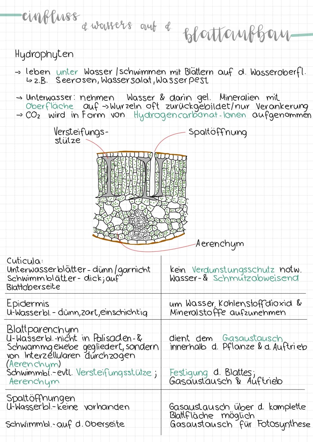 -aufhau
Erklärung & Funktion
Cuticula:
Epidermis:
eines blattes
Palisadengewebe:
.
• wachsartige Schicht
überzieht die Epidermis an der
Ober