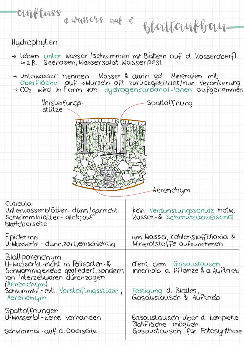 -aufhau
Erklärung & Funktion
Cuticula:
Epidermis:
eines blattes
Palisadengewebe:
.
• wachsartige Schicht
überzieht die Epidermis an der
Ober