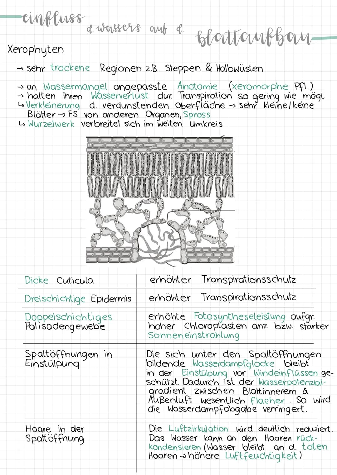 -aufhau
Erklärung & Funktion
Cuticula:
Epidermis:
eines blattes
Palisadengewebe:
.
• wachsartige Schicht
überzieht die Epidermis an der
Ober