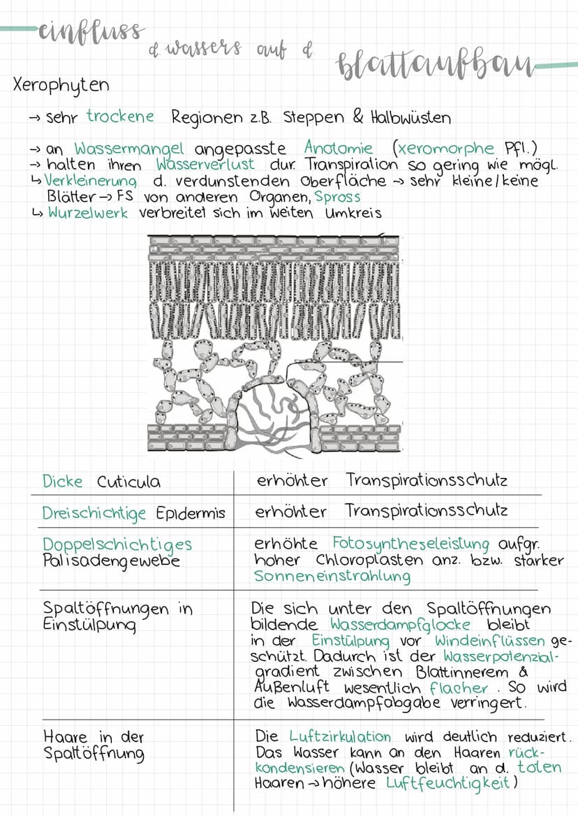 -aufhau
Erklärung & Funktion
Cuticula:
Epidermis:
eines blattes
Palisadengewebe:
.
• wachsartige Schicht
überzieht die Epidermis an der
Ober